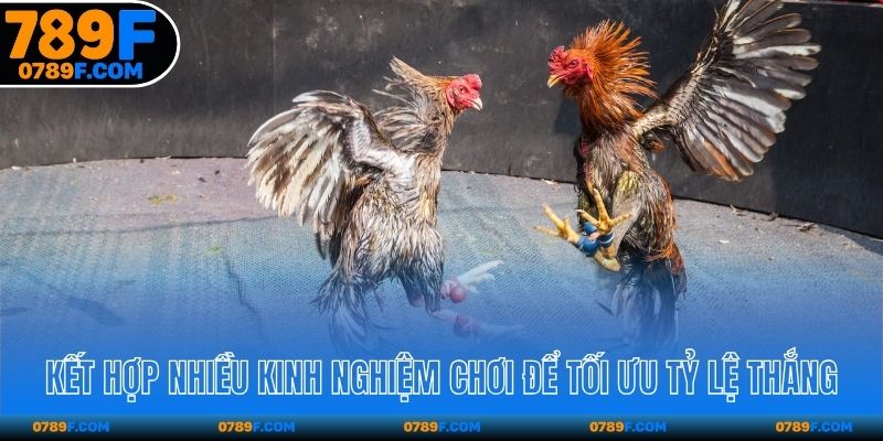 Kết hợp nhiều kinh nghiệm chơi để tối ưu tỷ lệ thắng