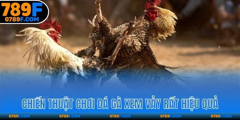 Chiến thuật chơi đá gà xem vảy để cược rất hiệu quả