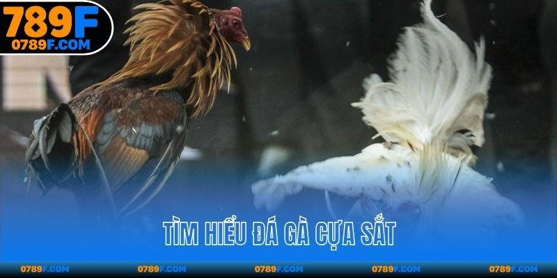 Tìm hiểu đá gà cựa sắt