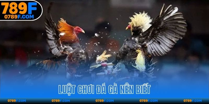 Luật chơi đá gà nên biết