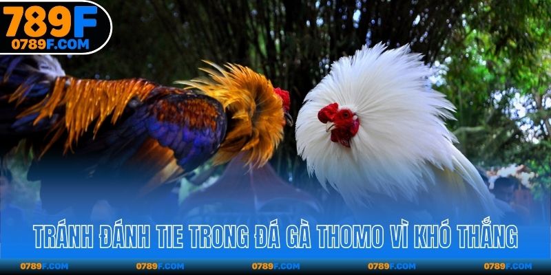 Tránh đánh Tie trong đá gà Thomo vì khó thắng
