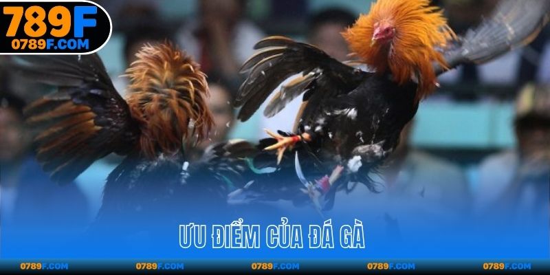 Ưu điểm của đá gà 