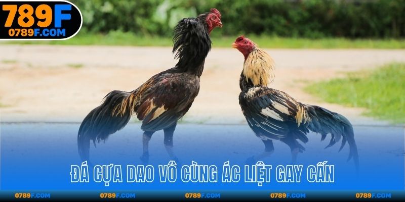 Đá cựa dao vô cùng ác liệt gay cấn