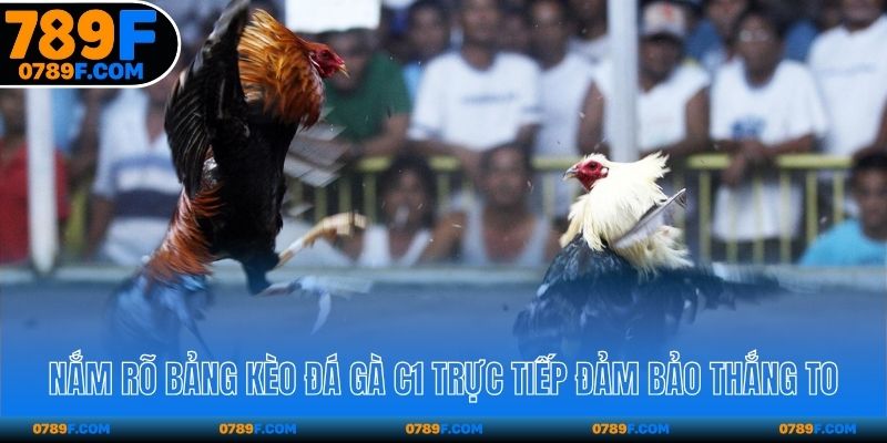 Nắm rõ bảng kèo đá gà C1 trực tiếp đảm bảo thắng to