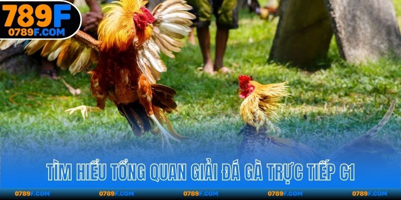 Tìm hiểu tổng quan giải đá gà trực tiếp C1